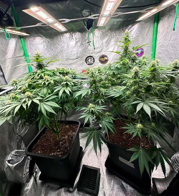 Кусты Biscotti Mintz на 11 неделе выращивания