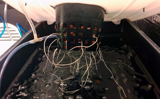 Пересадка в горшок и подкормка конопли Корень клона конопли