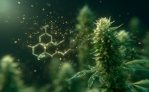 Основные каннабиноиды конопли и их свойства