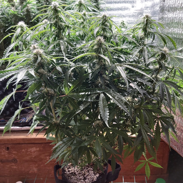 Формирование соцветий