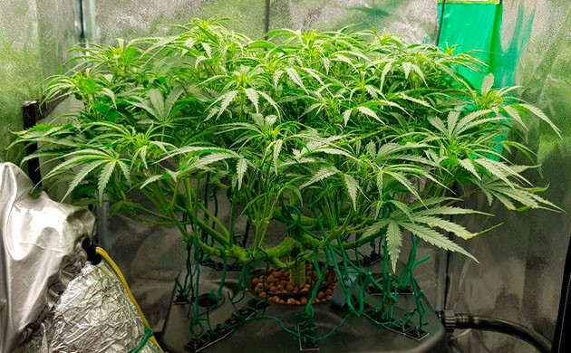 Аккуратно сформированная крона после растяжки ветвей