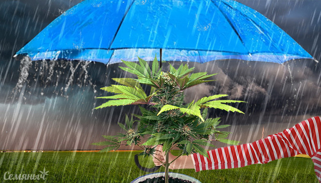 Спасение конопли от дождя