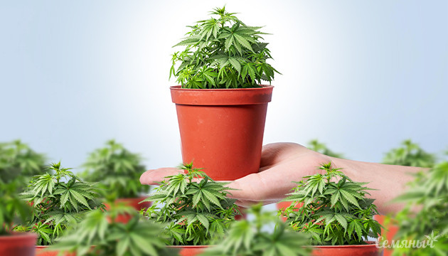 Выращивание конопли