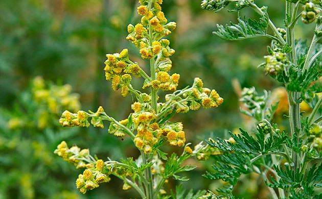 Полынь горькая