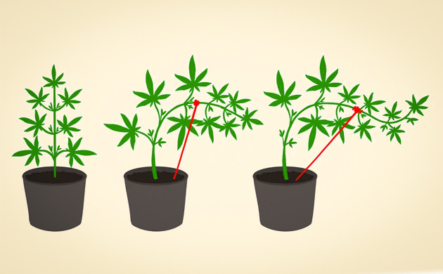 Как делать Low Stress Training Наглядная инструкция метода LST