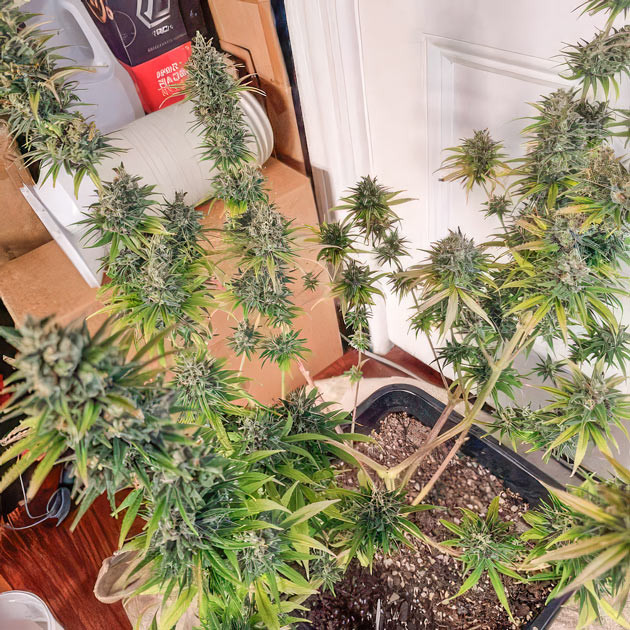 Apple Betty ростом 61 см