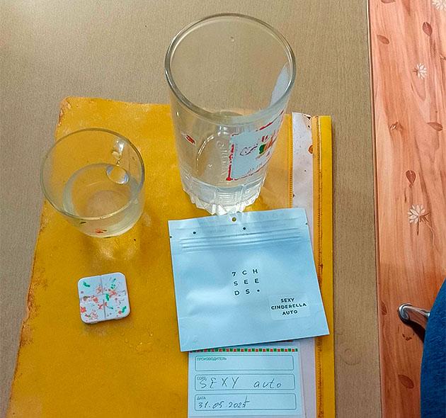 Проращивание сорта Sexy Cinderella Auto