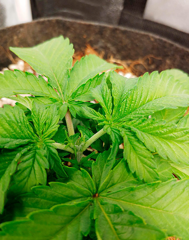 Применение топпинга на 3 неделе Обрезка верхушки куста