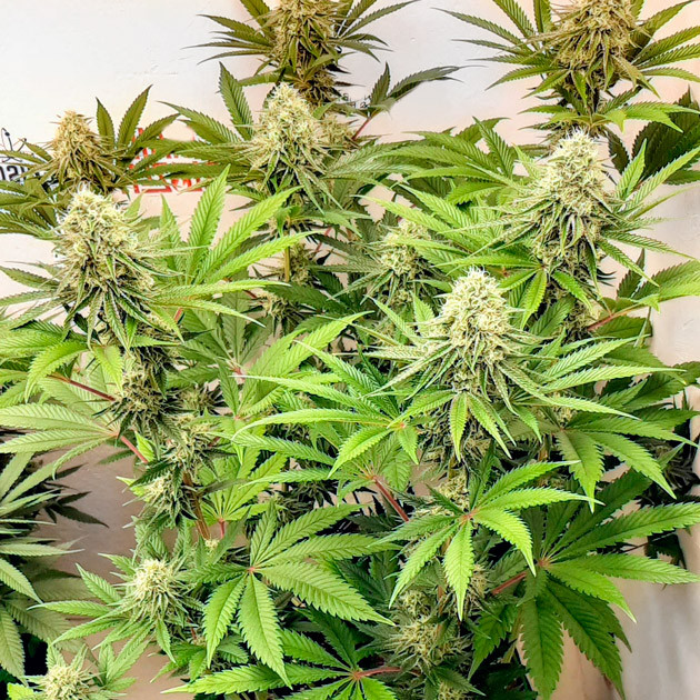 Куст с большими смолянистыми шишками