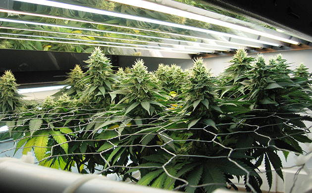 Поддержание ветвей сеткой ScrOGУстановка сетки ScrOG