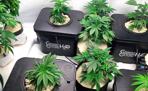 DWC vs RDWC: что подходит для вашего выращивания?