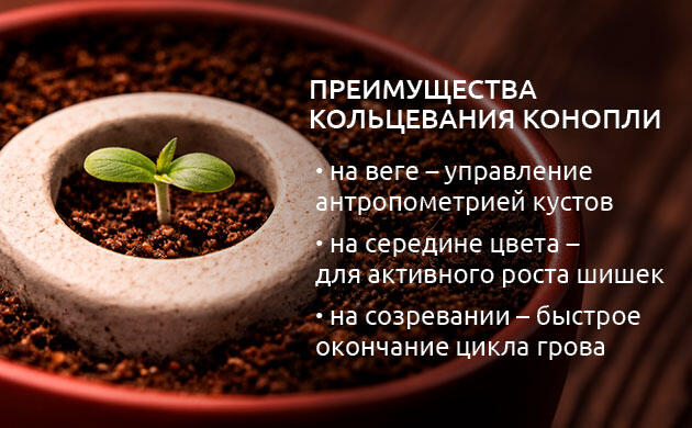 Использование метода в определенные фазы цикла Что дает кольцевание конопли?