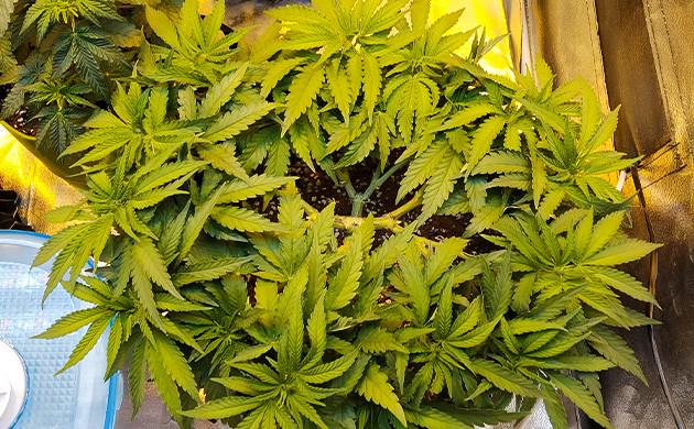 Дефолиация куста конопли Густой куст конопли