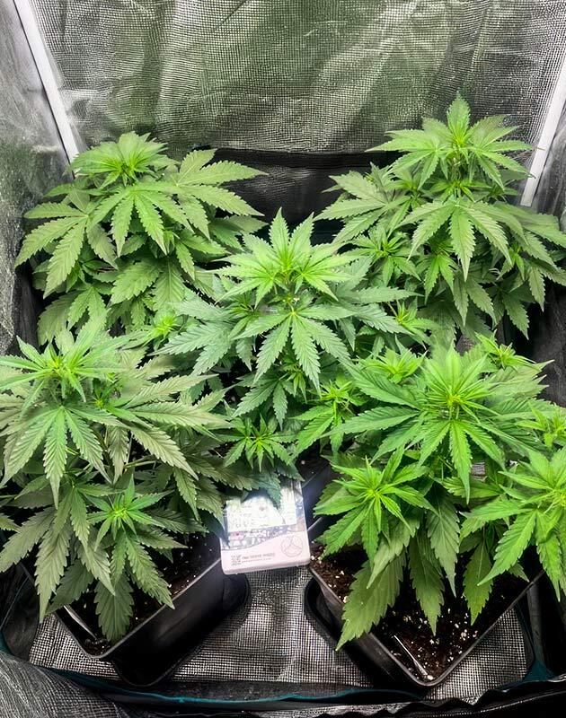 Марихуана Gorilla Zkittlez Auto с первыми признаками цветения