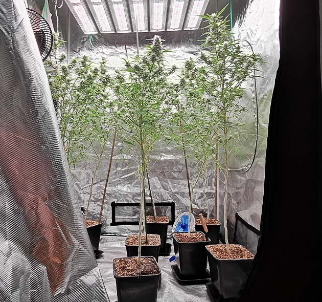 Цветущие кусты в боксе