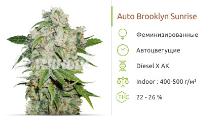 Auto Brooklyn Sunrise от Dutch Passion