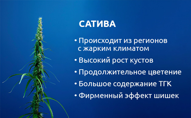 Особенности произрастания и цветения сативы