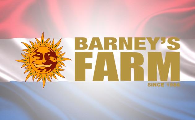 Barney’s Farm – представитель европейской селекции