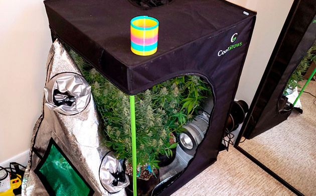 Размер гроубокса для конопли