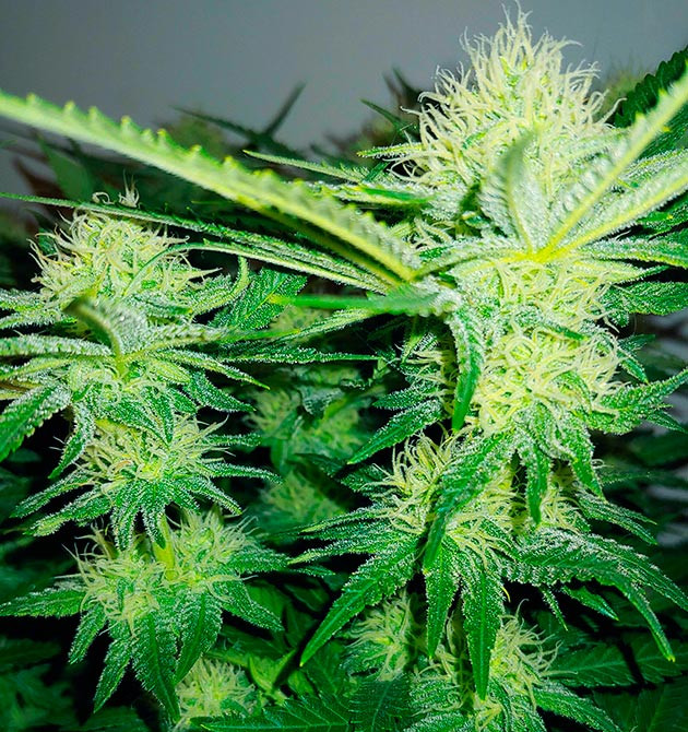 Появление трихом на шишках Соцветия и листья сверкающие от трихом