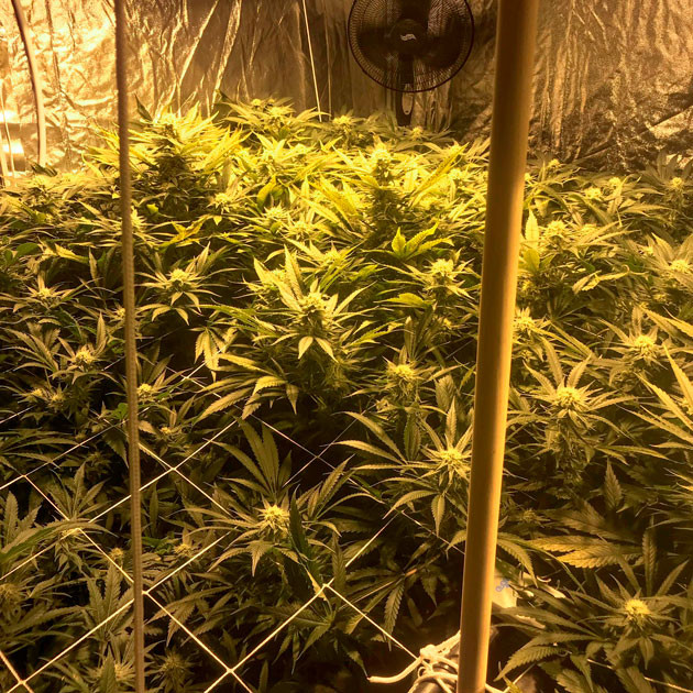 Кусты с большими шишками