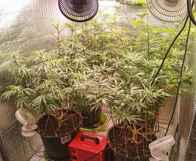 Начало цветения Куст Gelato 2 Auto на стадии цветения