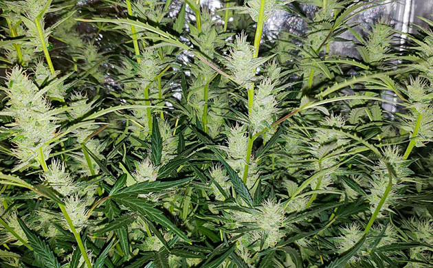 Соцветия на колах в белыми волосками