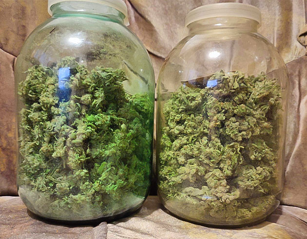 Gorilla Zkittlez: долгая сушка и идеальное созревание