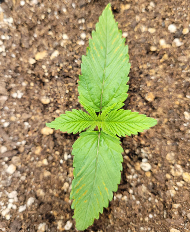 Гроурепорт сорта Ztrawberriez Auto