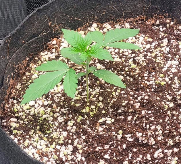 Вегетация марихуаны