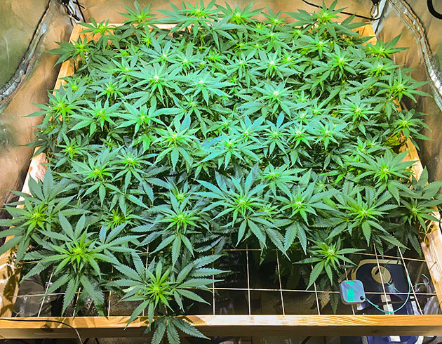 Формирование бутонов конопли