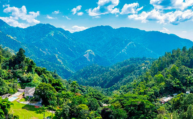 Гибриды каннабиса в Хэппи-Гейт