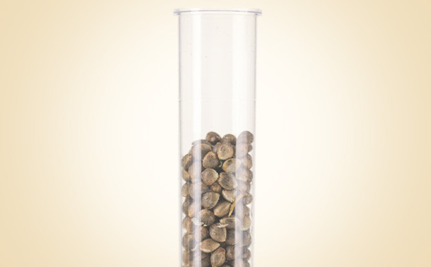 Семена конопли