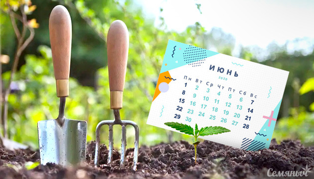 Сорта конопли для посадки в июне Быстрые сорта марихуаны