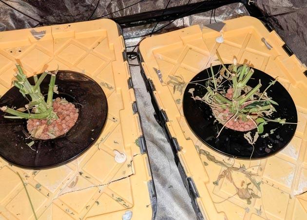 Харвест конопли