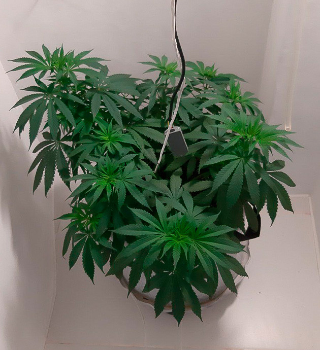 Переход на ДНаТ освещение Glue Sherbet Glue Sherbet: Скачок роста