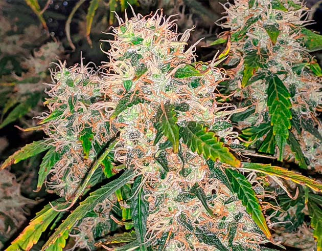 Соцветия конопли с оранжевыми волосками