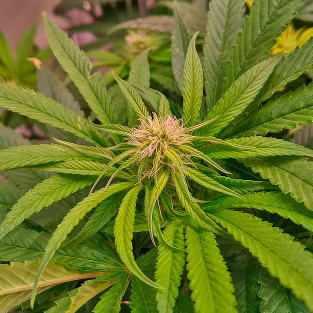 Куст Bruce Banner #3 на стадии цветения