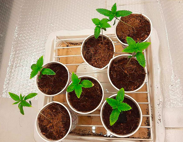 Проращивание 7 семян и удобрения для конопли Ростки Persian Pie от Green House Seeds на 1 неделе