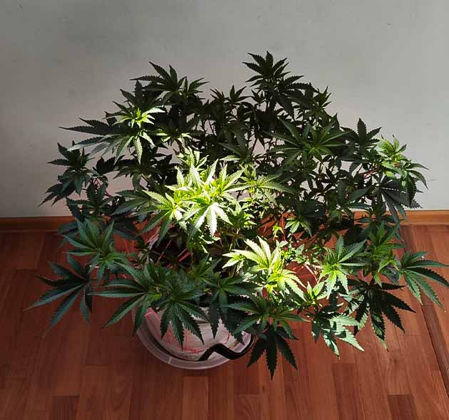 Перевод на цветение куста Dozy Doz