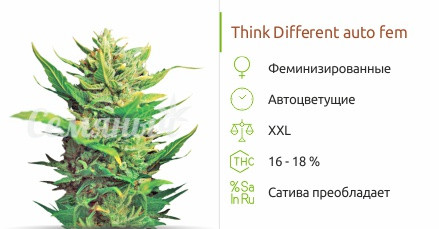 Think Different Auto от Dutch Passion