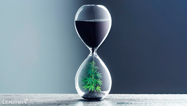 Омоложение с помочью каннабиса