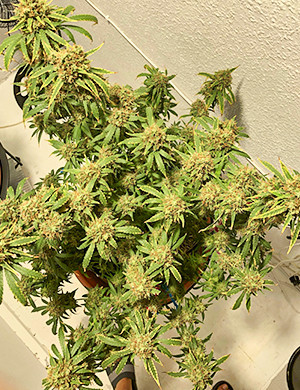 Куст перед харвестом