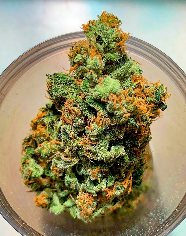 Сбор урожая и впечатления от грова Харвест