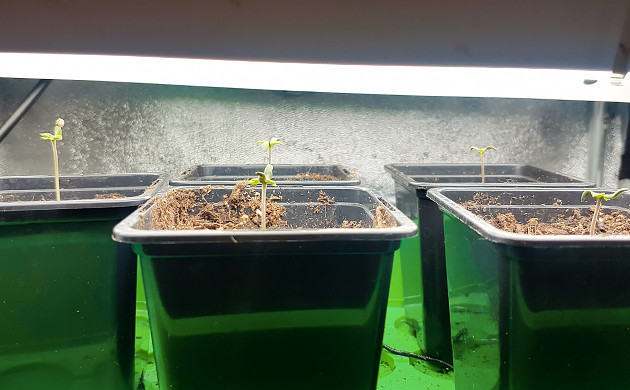 Первая неделя вегетации Растишки под флуоресцентной лампой