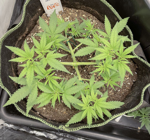 Тренировка растения Runtz Auto