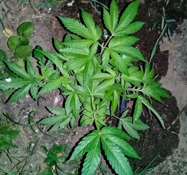 Кусты высотой 30 см после полива