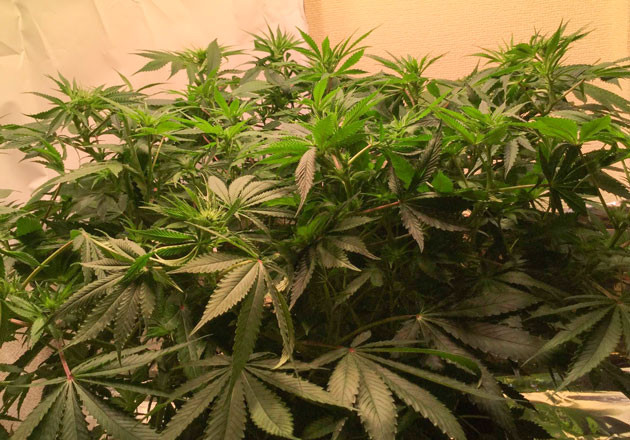 Уход за цветущим кустом: новые высоты и удобрения