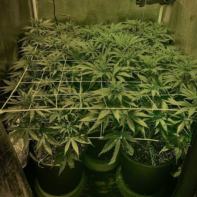 Конопля ростом 50 см