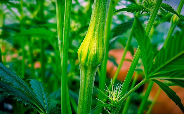 Контролируемый суперкроппинг